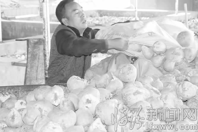 咸菜名镇 万安的芥菜收获了