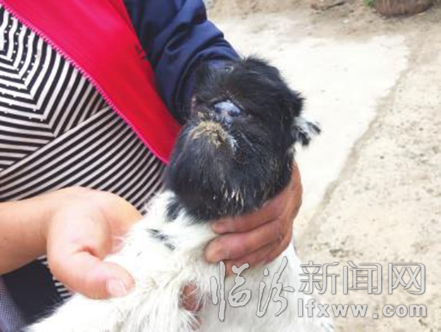 尧都区:你见过“地包天”怪羊吗?