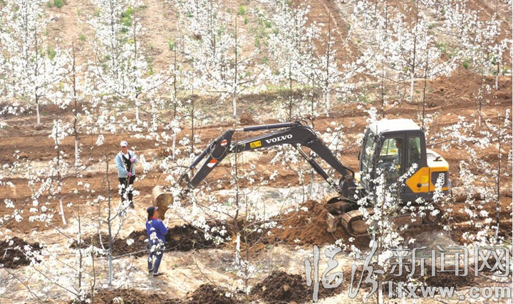 汾西:千亩梨园奏响致富曲