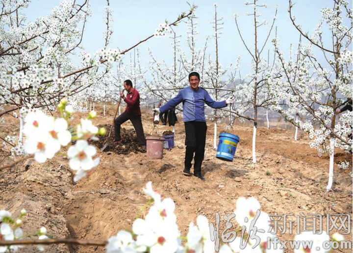汾西:千亩梨园奏响致富曲