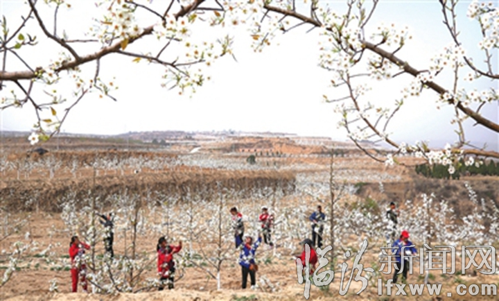 汾西:千亩梨园奏响致富曲