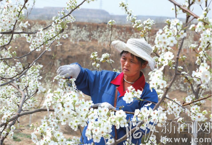 汾西:千亩梨园奏响致富曲