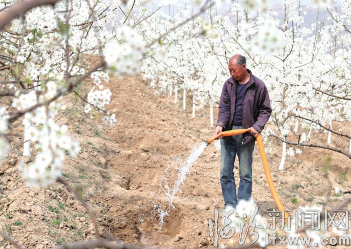 汾西:千亩梨园奏响致富曲
