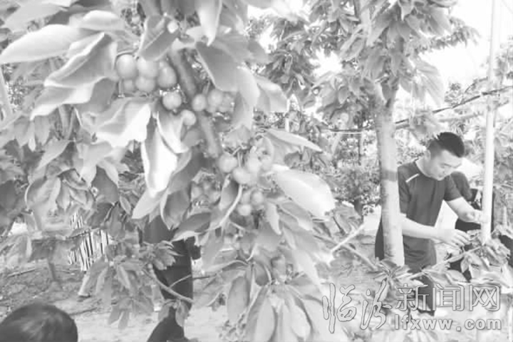 安泽:荀乡樱桃别样红 映红致富路