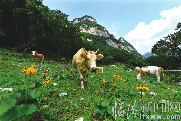 翼城:大美历山 天然氧吧