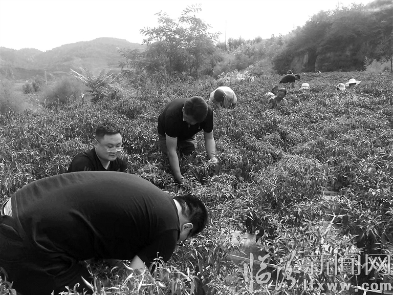 蒲县井沟村辣椒红了