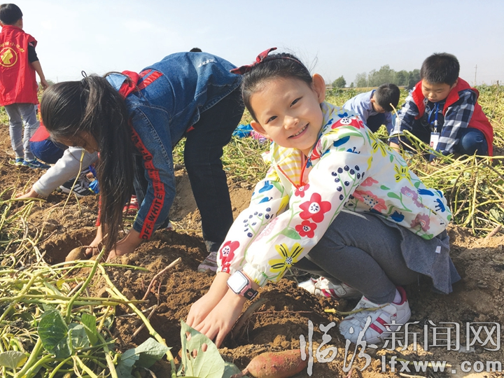 小记者走进洪洞县首届红薯文化节