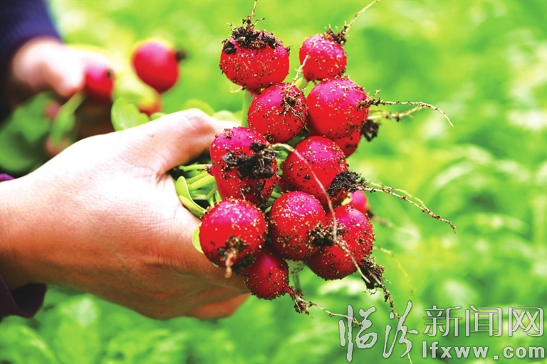 襄汾万宁村:盆栽迎春拓宽致富路