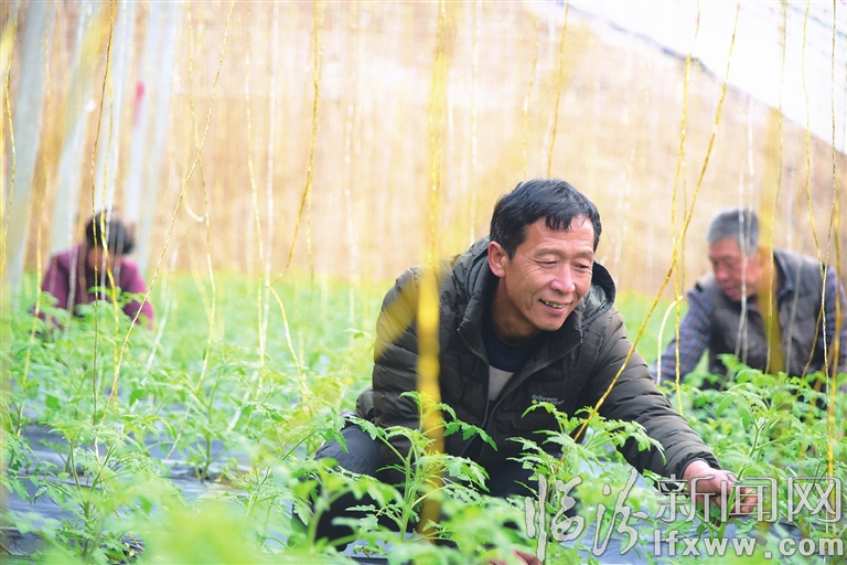 襄汾万宁村:盆栽迎春拓宽致富路