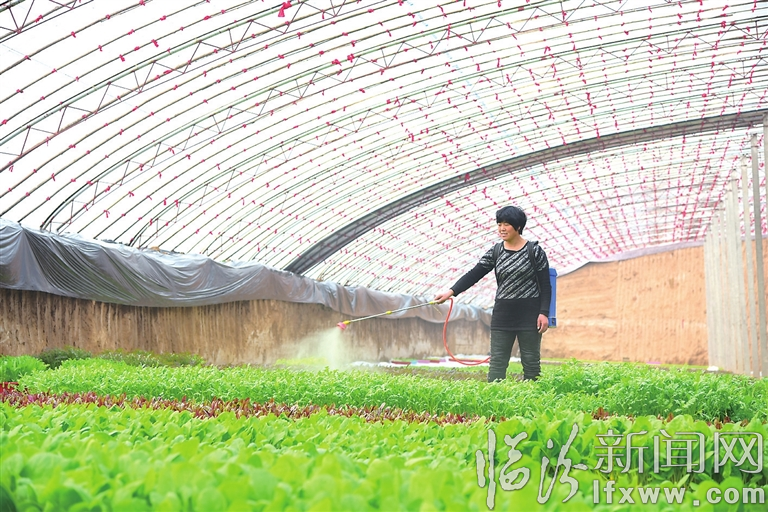 襄汾万宁村:盆栽迎春拓宽致富路