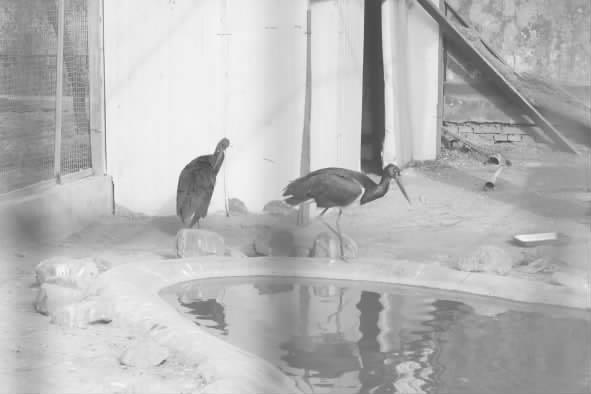 临汾公园救助两只一级保护动物——黑鹳