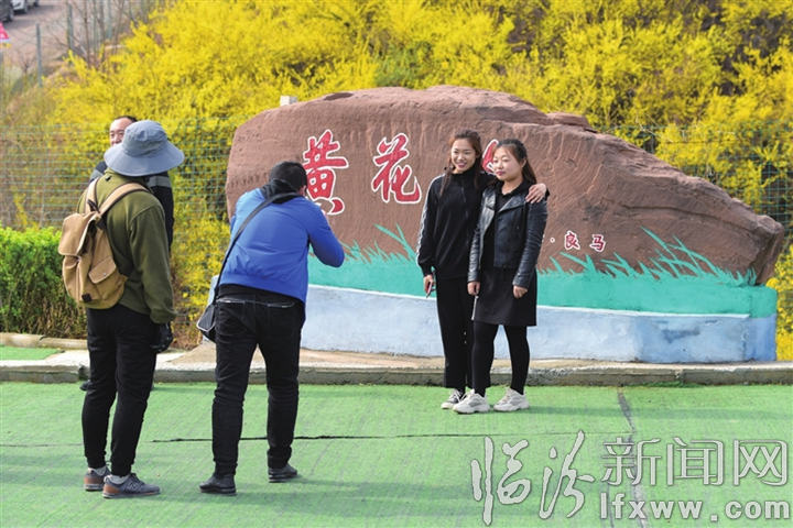 安泽连翘花盛开正当时