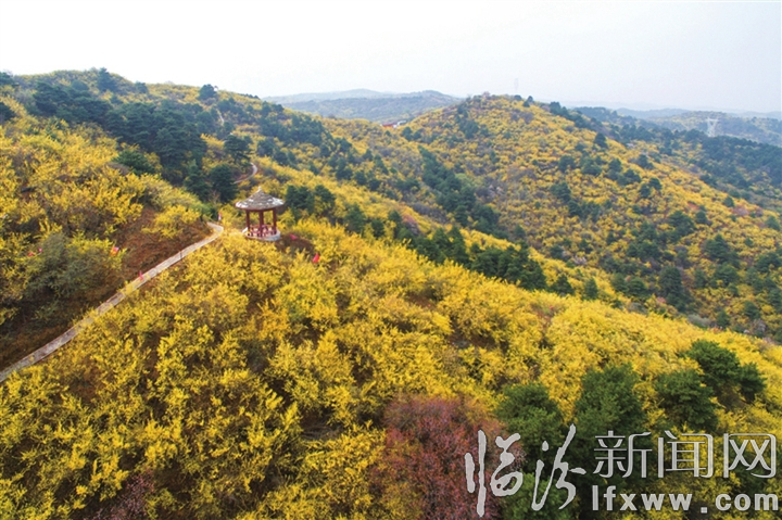 安泽连翘花盛开正当时