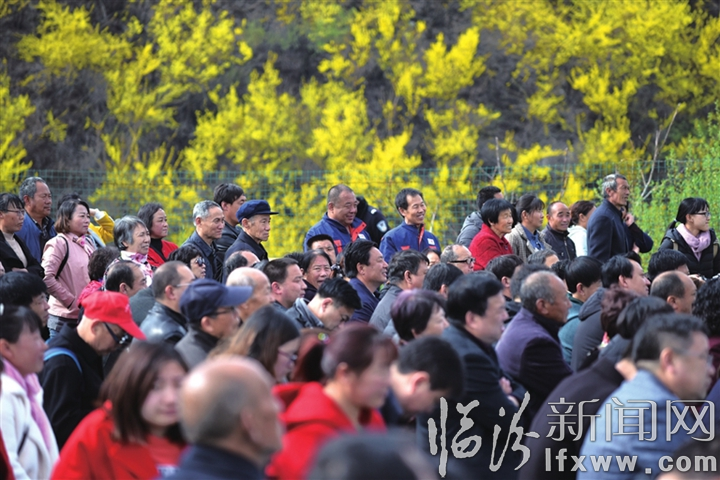 安泽连翘花盛开正当时