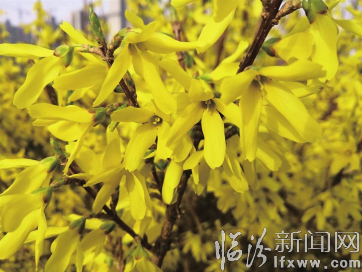 安泽连翘花盛开正当时