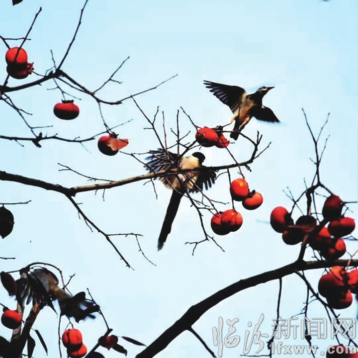 加强生态环境保护 临汾正在进行时.......