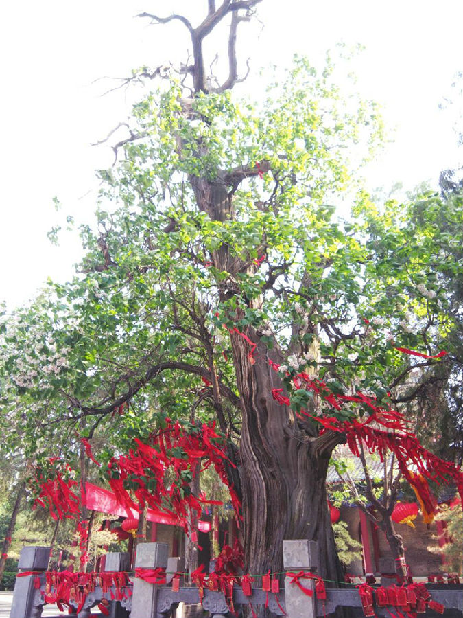 尧庙景区:枯柏上面开繁花