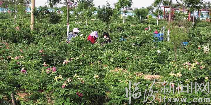 洪洞:油用牡丹造福“故里”