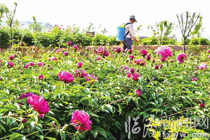 洪洞:油用牡丹造福“故里”