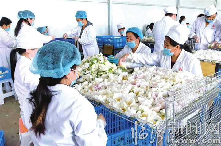 洪洞:油用牡丹造福“故里”