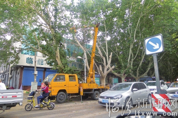 临汾:剪伐树木应错峰 防护措施要完备