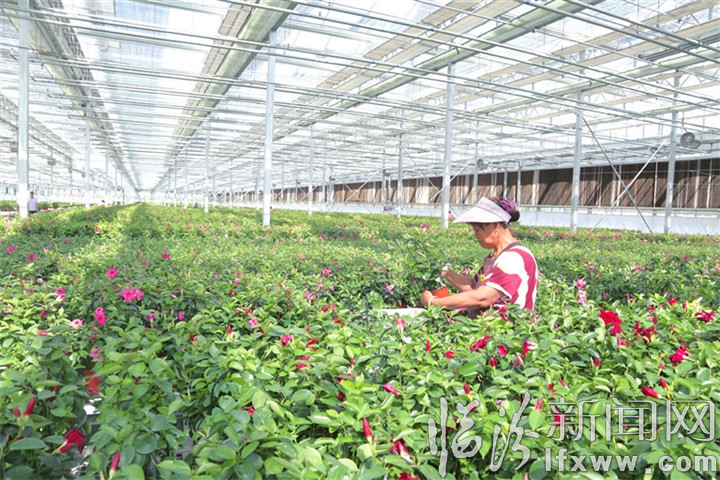 大宁现代农业花卉示范园:花开大山 富民增收