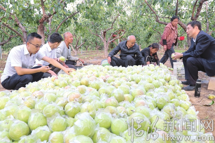 隰县农商银行:探索走出产业富民与脱贫攻坚双赢之路