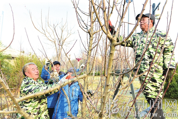 曲沃晋园:对园内树木进行管护