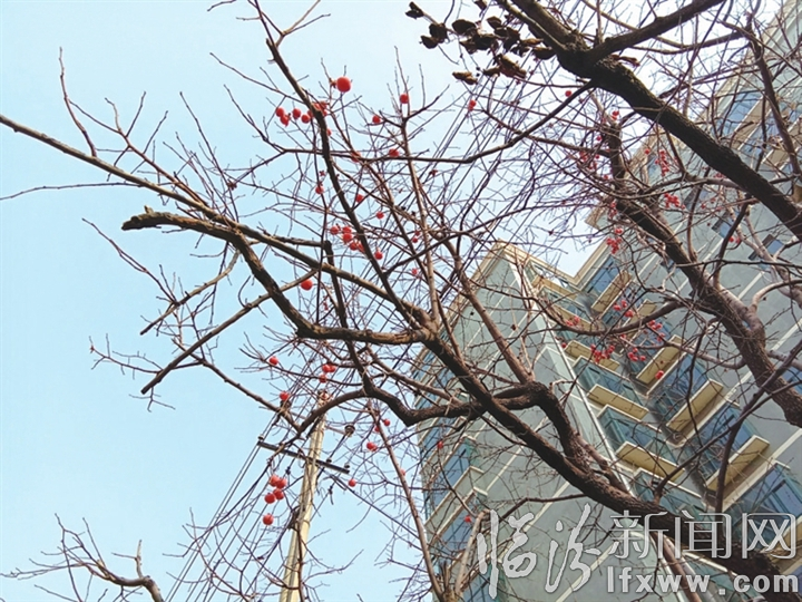 临汾:这些柿子谁来摘?