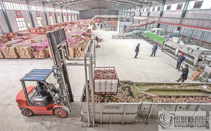 “王万保”果品种植专业合作社——依托高科技助力苹果提质上档