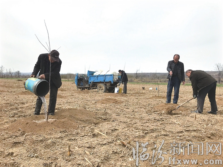 浮山岗上村:“响富”苹果敲开致富门