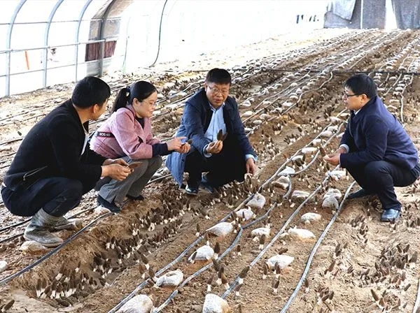 常明昌在大棚指导食用菌种植.webp.jpg