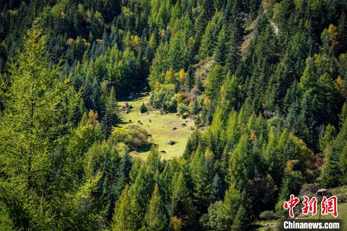 高桥洼林场自2008年开始，积极探索马仑草原修复治理工作。　马梦迪 摄