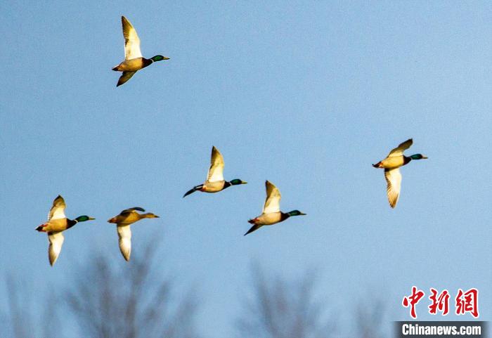 山西左权：湿地绿头鸭群舞出生态画卷