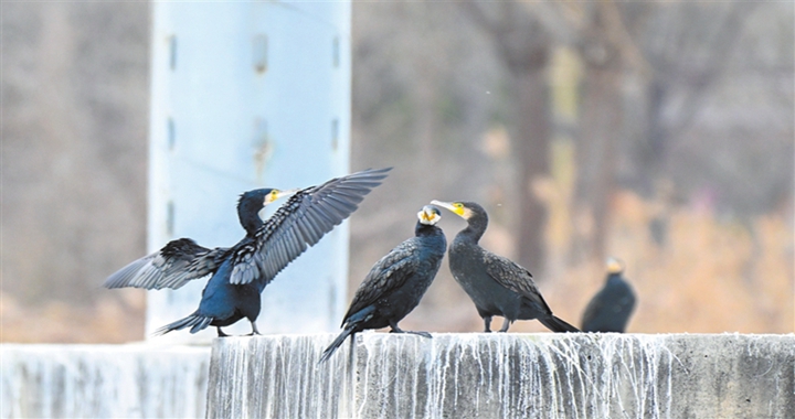 临汾：汾河春归 候鸟翔集