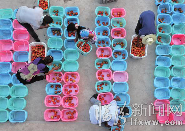 菜农分装蔬菜。