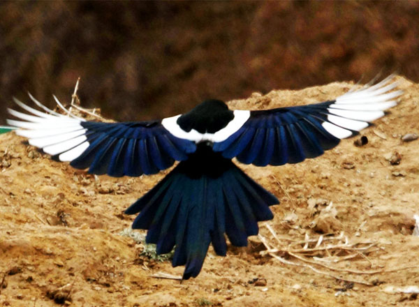 又见喜鹊报佳音