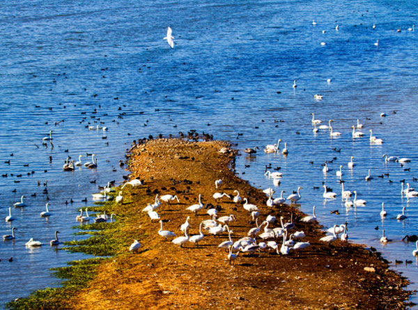 天鹅之歌（8张）