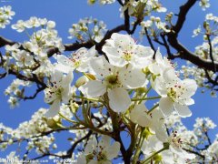 隰县第四届玉露香梨花节“大美梨乡”摄影比赛启事