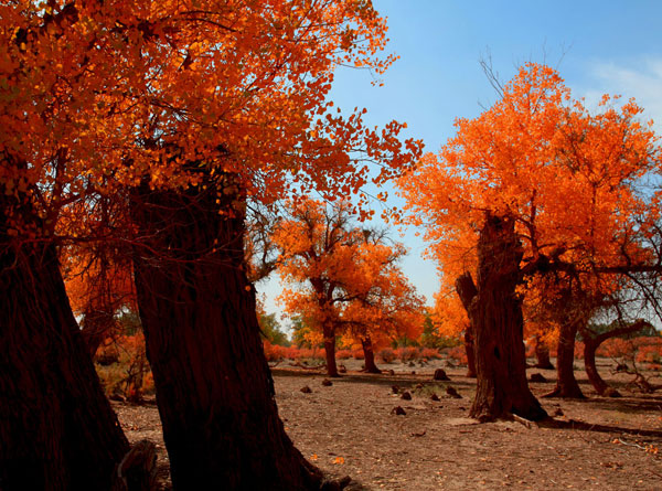 大漠风情（3张）