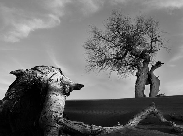 不朽的胡杨（4张）