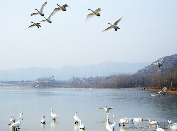 美丽的白天鹅（4张）