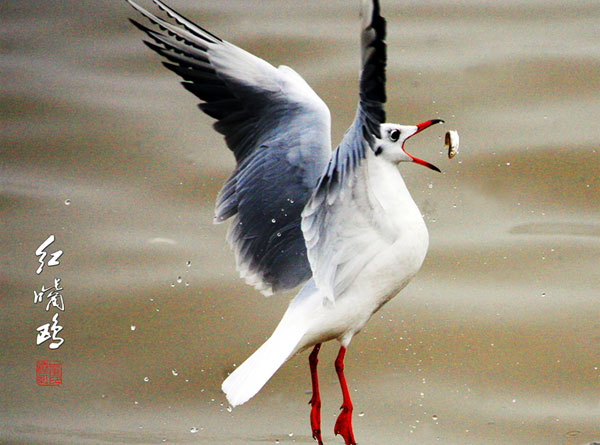 黄河风情（3张）