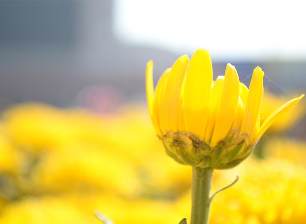 春天印象（5张）