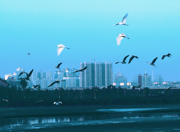 美丽的滨河湿地（2张）