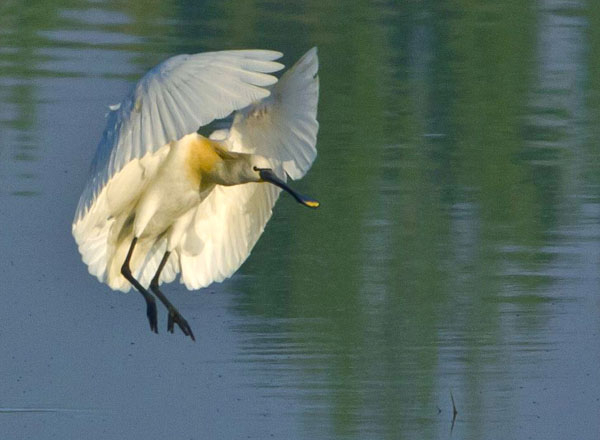 野生动物（6张）