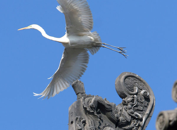 绿色隰县（8张）