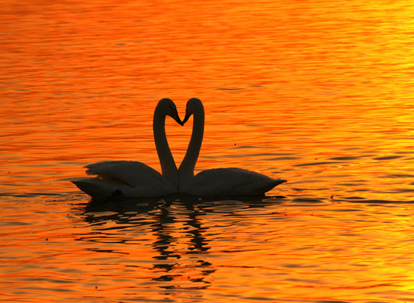 美丽的天鹅（8张）