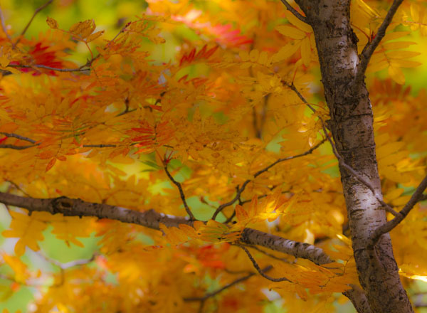 七里峪的秋天（9张）