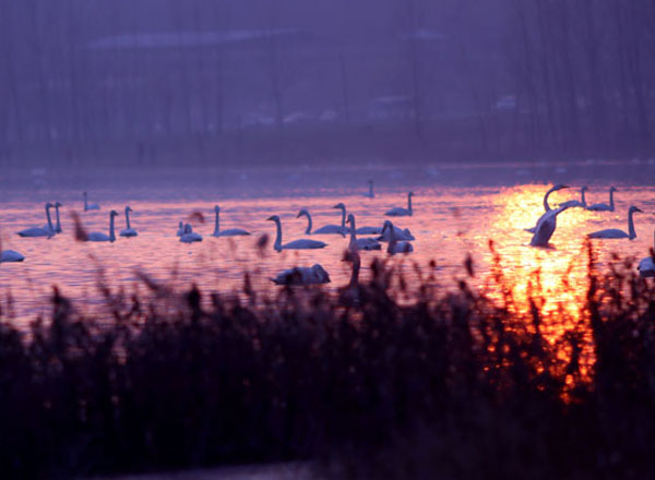 梦幻天鹅湖（9张）